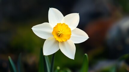  A solitary white daffodil with a yellow stamen, situated in its bloom, stands out against a hazy backdrop of green grass