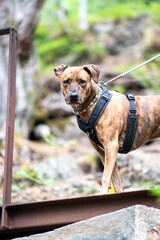dog walking in the forest in andalsnes norway