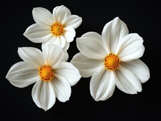 Obraz premium White flowers on black background