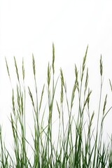 Tall Grass Against White Sky