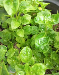 Vegetable plant called brazilian spinach with fresh leaves and color and organic ingredient | gardening natural photos