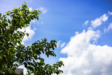 Green Leaves And Branches On A Tree Against A Cloudy Sky