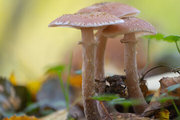 Three mushrooms (Lepiota?) growing together in an autumn forest with green and withered leaves