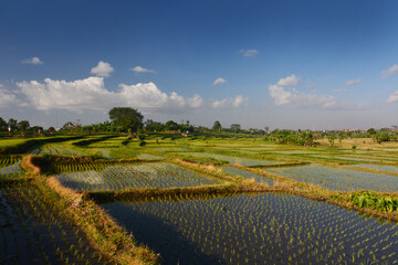 Beautiful rice field in Bali, Indonesia with clear blue sky