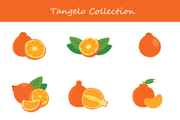 tangelo collection. tangelo in different poses. Vector illustration.