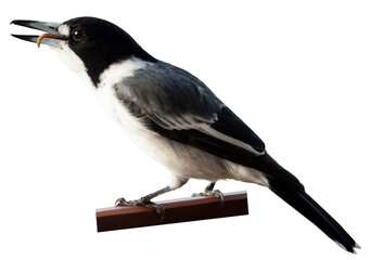 Butcherbird perched and feeding on a worm
