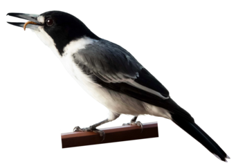 Butcherbird perched and feeding on a worm