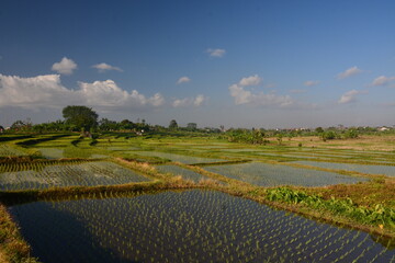 Beautiful rice field in Bali, Indonesia with clear blue sky