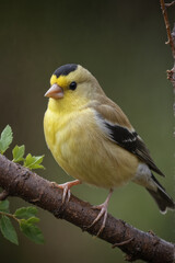 Obraz premium Vibrant American Goldfinch on a Branch