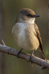 Close-up of an Eastern Phoebe on a Branch