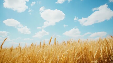 Golden Wheat Field Under a Blue Sky