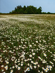 Fototapeta premium 696-41 Oxeye Daisy Field