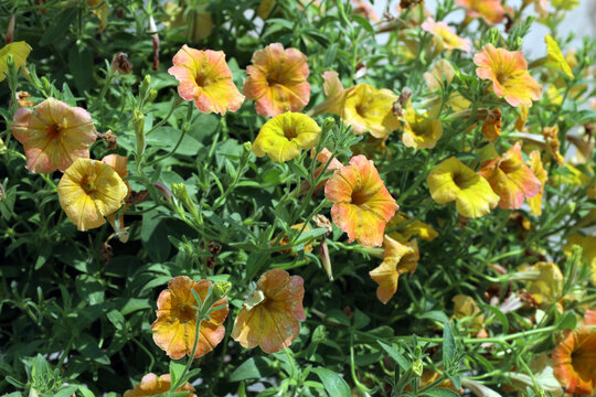 unusual orange petunia flowers against green foliage
