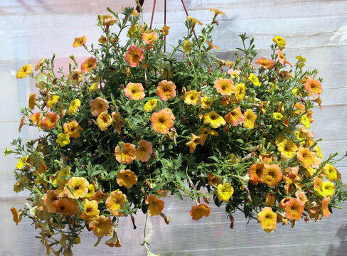 hanging planter with original blooming orange petunia - Powered by Adobe