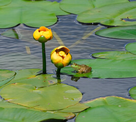  little frog on water lily leaf in the pond