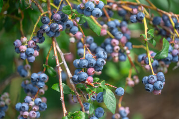 close up on blueberry on branch with different color