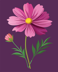 One bud of a purplish-pink cosmos flower on a dark purple background.