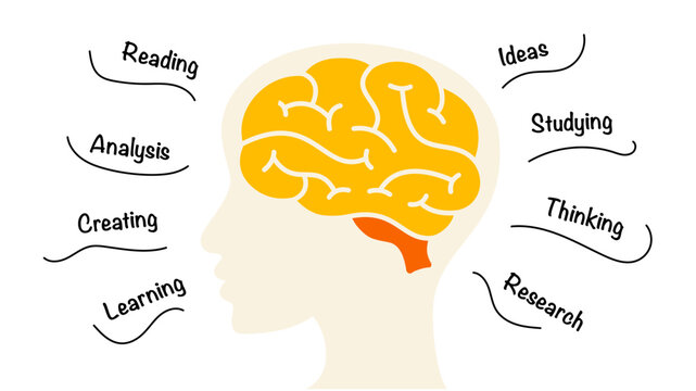 Human Brain Infographic. Education Concept. Creative thinking illustration. Generating Ideas Brainstorm. Doodle Medical Concept. Psychology Mental Health. Scientific Research. Abstract Background.