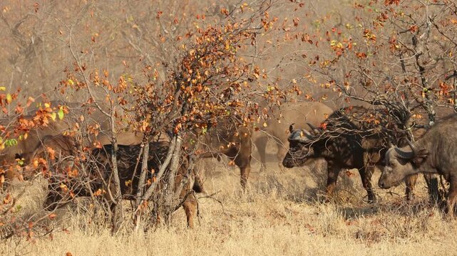Large African buffalo (Syncerus caffer) herd walking in mopane savanna, Kruger National Park, South Africa