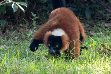 Ein Roter Vari frontal laufend auf einer Wiese