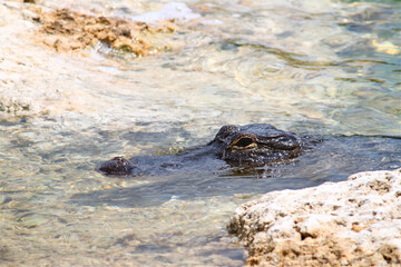 American alligator in the Everglades National Park Florida