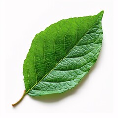 Obraz premium Fresh green mint leaf isolated on white background, close-up