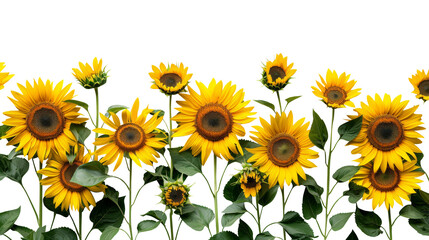 Sunflowers and green leaves for decoration of art frame wallpaper, card and banner on transparent background.