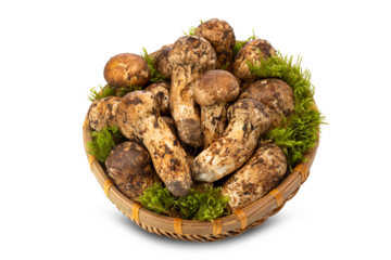a basket of wild matsutake mushrooms on white background.