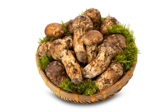 a basket of wild matsutake mushrooms on white background.