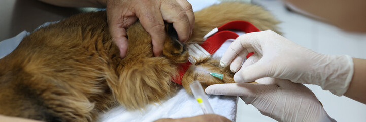 Veterinarians making injection to red cat in veterinary clinic