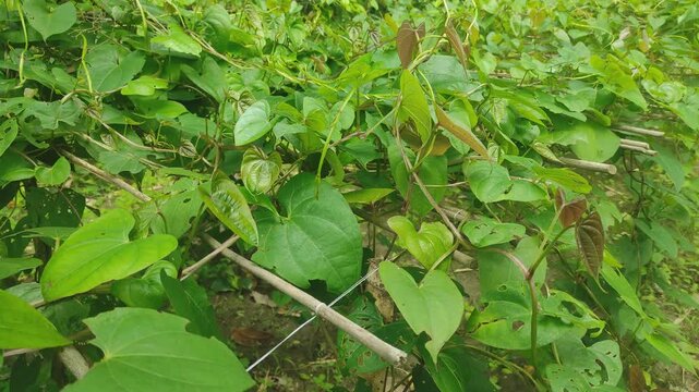 "Marvel at the beauty of Dioscorea bulbifera, its lush foliage and unique bulbils adding charm to any garden. Nature's beauty in every vine."	
