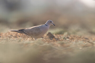 Ring nekced dove standing on ground. Dove.