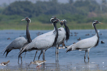 Group of Demoiselle cranes birds wading in the river water. Selective focus.