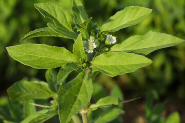 False daisy plant with green leaves and small white flower growing in nature.