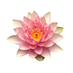 Fototapeta premium Lotus flower