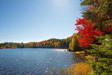 Vibrant fall foliage along the shoreline of Lake Solitude.
