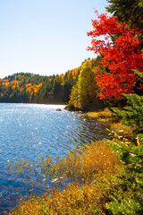 Vibrant fall foliage along the shoreline of Lake Solitude.