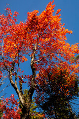 Brilliant foliage of a red maple tree in New Hampshire.