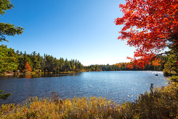 Brilliant foliage of a red maple tree on Lake Solitude.