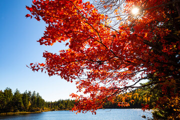 Vibrant fall foliage with a sun flare on Lake Solitude.