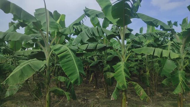 Bananas field are a group of varieties of banana with yellow skin. Some are smaller and plumper than the common Cavendish banana, others much larger.