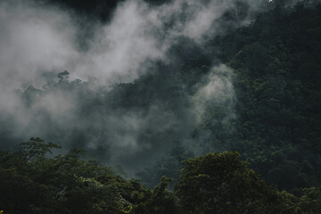 In the morning, the mountain landscape is shrouded in mist and fog, with clouds drifting across the sky, creating a stunning natural background that enhances the forest's beauty.