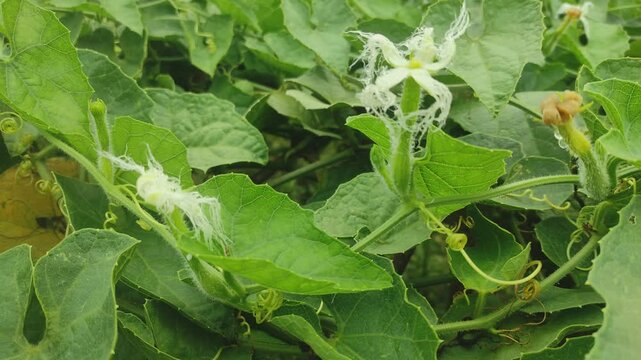 "Blossom of the Vine: Pointed Gourd Flower"