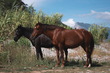 horse and foal