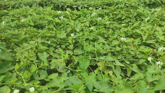 "Blossom of the Vine: Pointed Gourd Flower"
