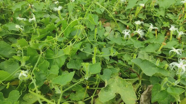 Achocha potol seed plants. The POINTED GOURD (Trichosanthes dioica Roxb.) is usually propagated through vine cuttings and root suckers.	