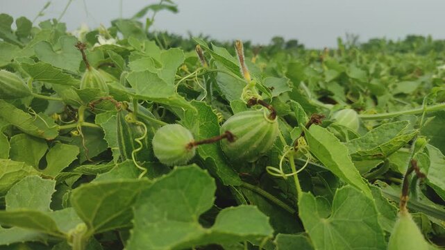 Beds have been made on the new parwal cultivation land and parwal trees are slowly rising to the top. pointed gourd plant, pointed gourd, pointed gourd tree in india,	