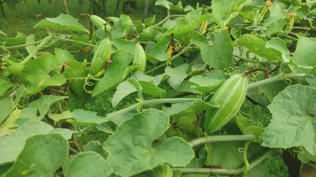 Achocha potol seed plants. The POINTED GOURD (Trichosanthes dioica Roxb.) is usually propagated through vine cuttings and root suckers.	