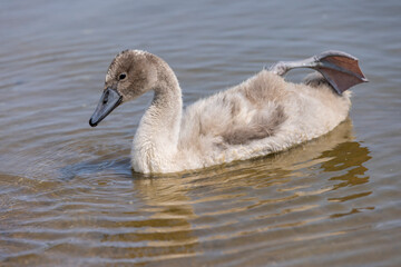 Fototapeta premium young swans in gray down swim on the lake