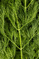 in drops of pure water green dill to add as spices